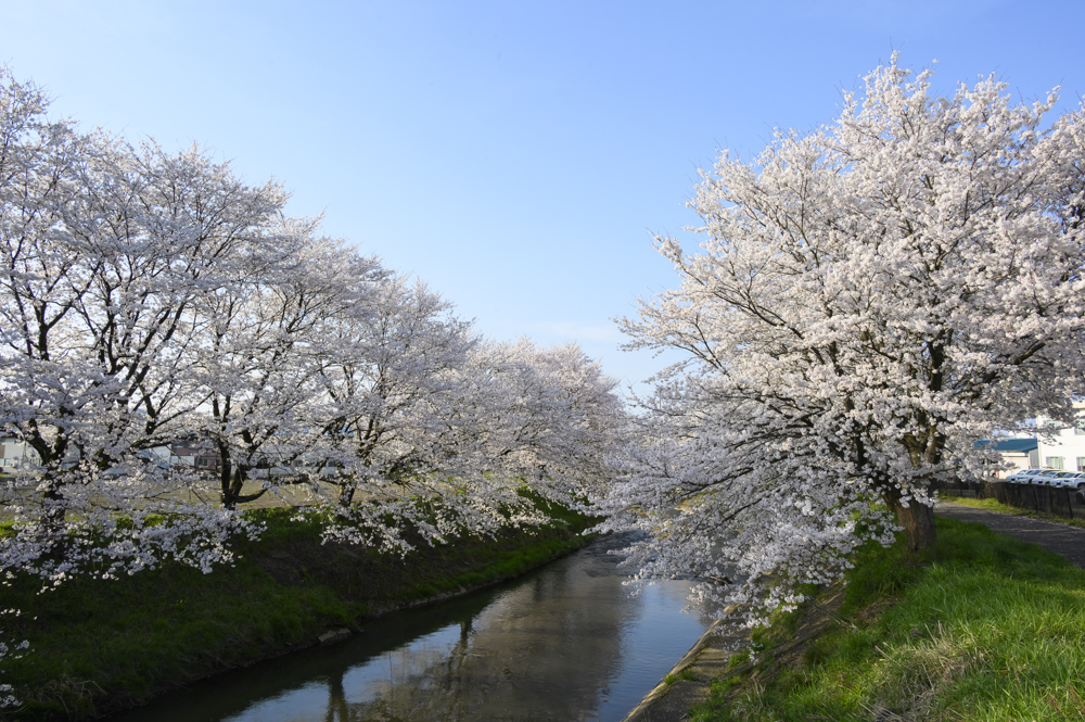 吉野瀬川、桜 、４月の春の花、福井県越前市の観光・撮影スポット